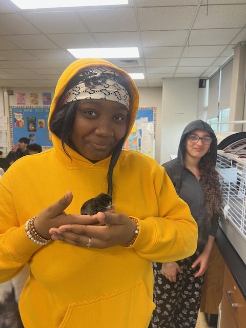 The Baby Chicks Have Arrived!